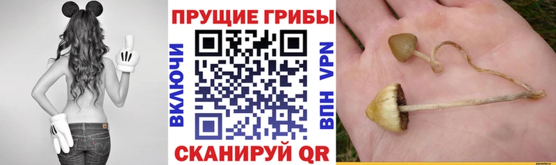 Псилоцибиновые грибы GOLDEN TEACHER  Купить  Новопавловск 
